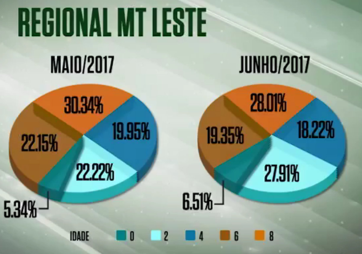 Cresce número de abate de animais precoces em MT