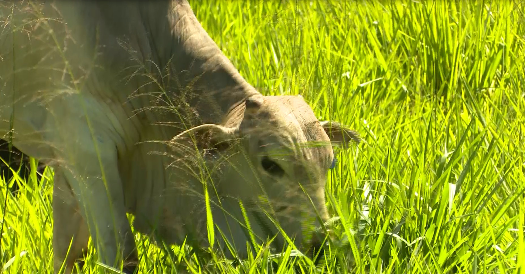 Saiba como produzir 30 arrobas por hectare ao ano otimizando a colheita de capim