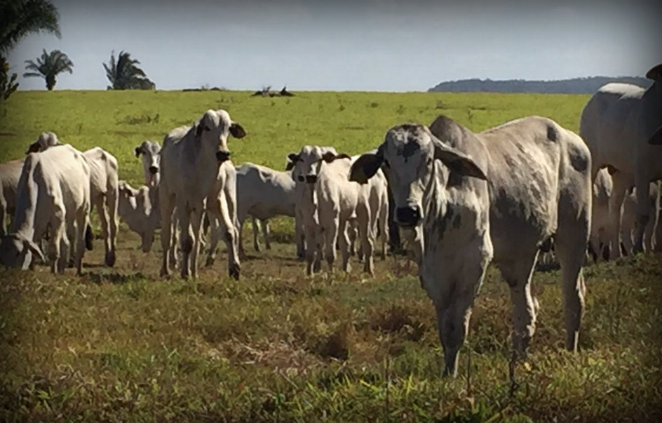 Giro pelo Brasil apresenta registros da Fazenda Salto das Nuvens de MT