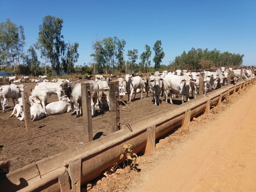 Fazenda de Curumbiara-RO é destaque no Giro pelo Brasil