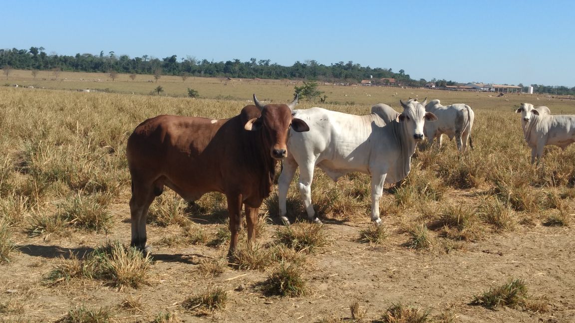 Novo sistema de confinamento "Piquetão" traz bons resultados a fazenda de MT