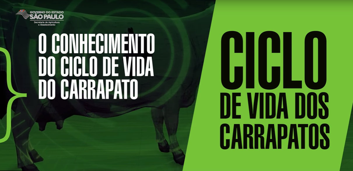 Carrapato: saiba quais cuidados podem evitar prejuízos na carne e no leite