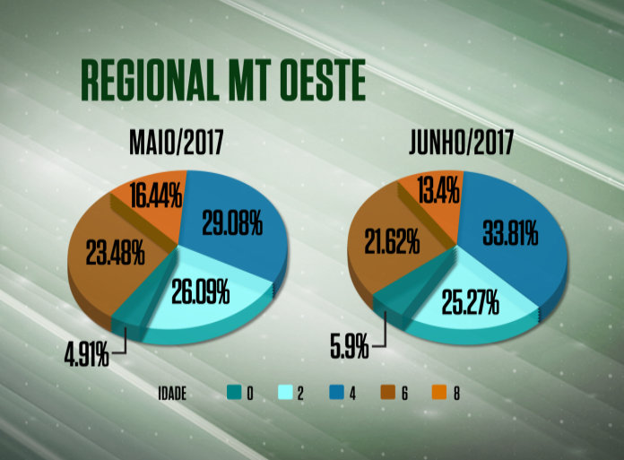 Farol da Qualidade: unidades do Leste de MT apresentam melhora para acabamento e precocidade