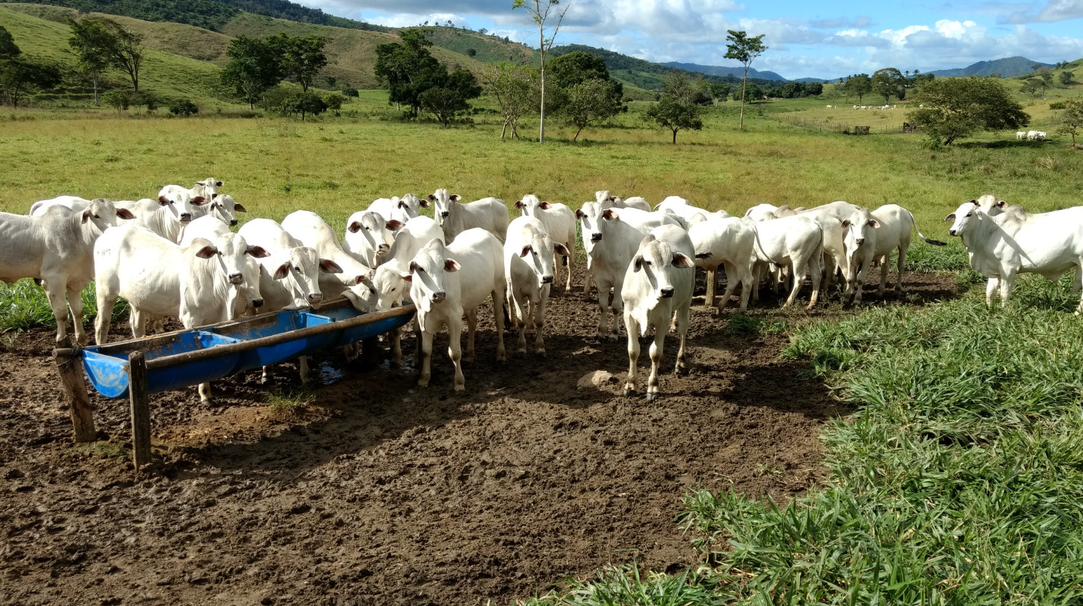 Produtor baiano fala sobre ganho de peso no período da seca