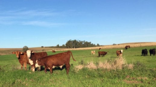 Conheça a fazenda do RS que produz 50 arrobas por hectare ao ano