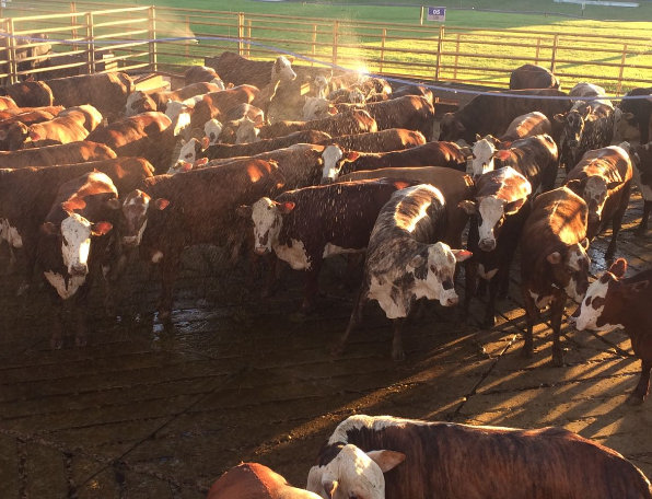 Fazenda Barraca de Bodoquena-MS é campeã com o melhor lote