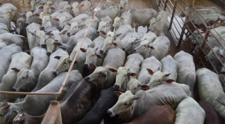 Fazenda São Luiz,  de Cáceres-MT, é a ganhadora do melhor lote do mês