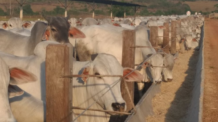 Seleção e manejo nutricional rendem até 2 kg de GMD em confinamento de Matupá-MT