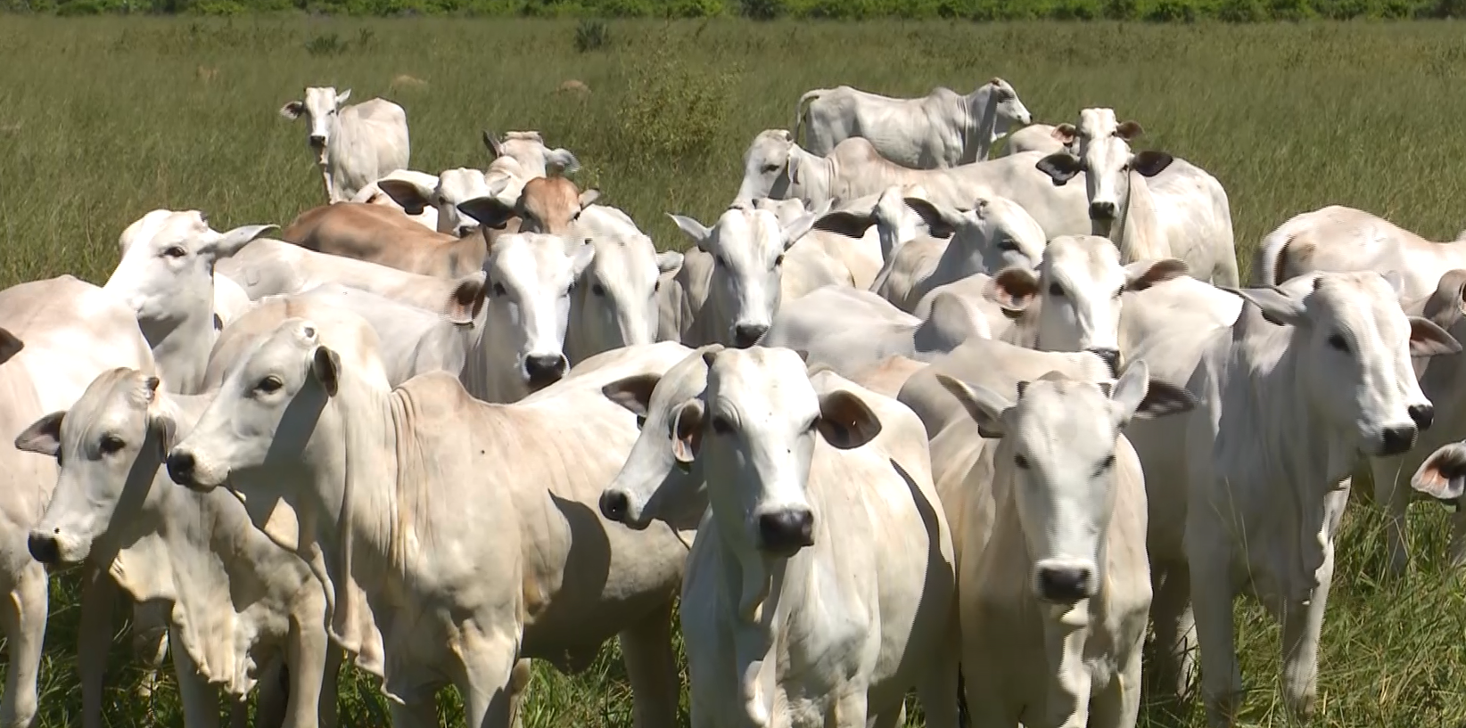 Fazenda de MT reduz em um ano idade ao primeiro parto; saiba como