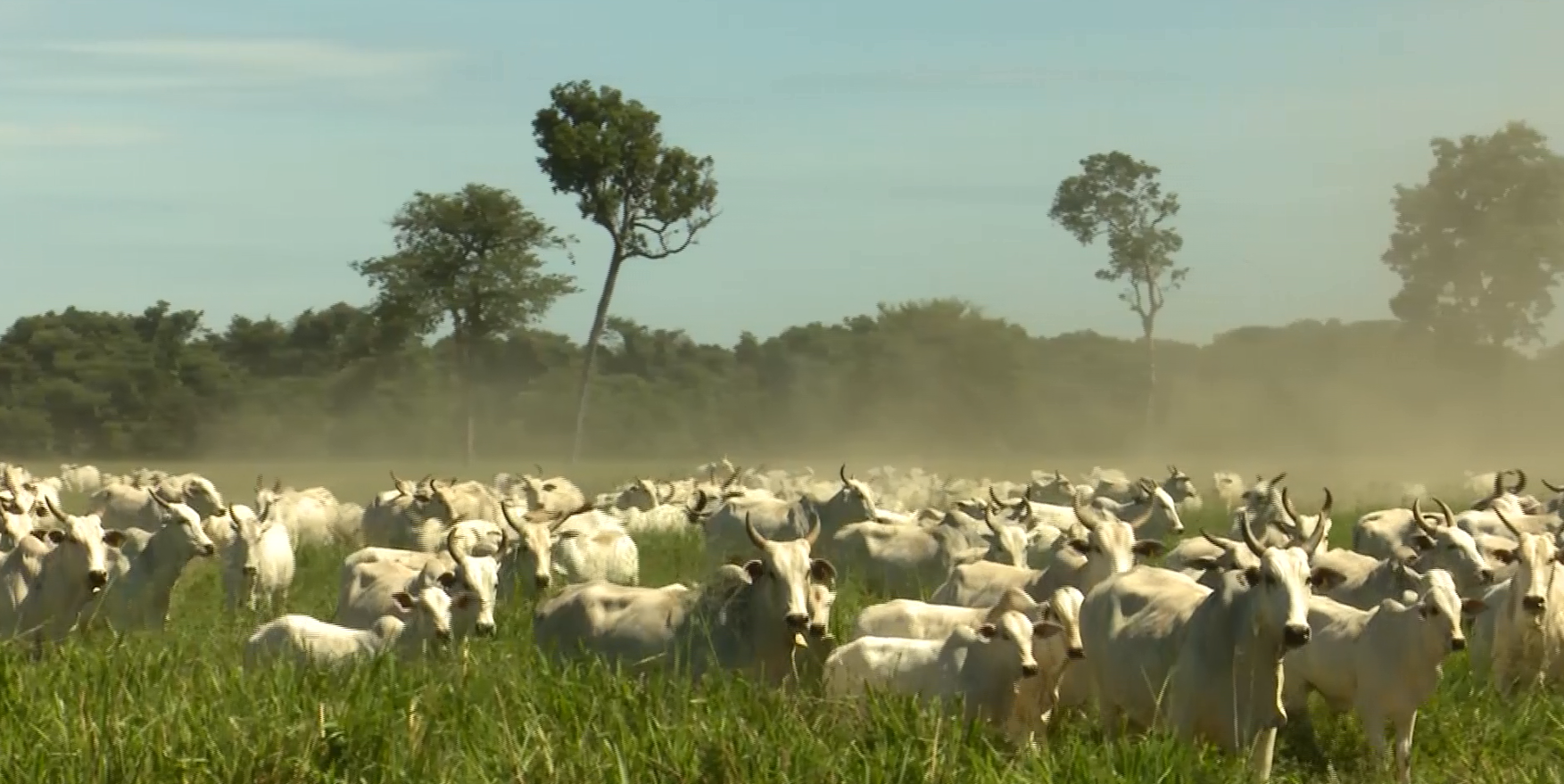 Carpa Serrana aumenta produtividade em sistemas integrados