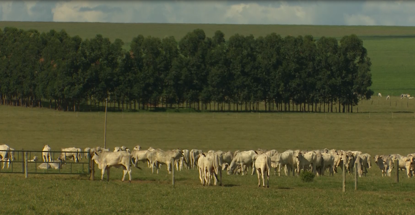 Fazenda de GO produz 42 arrobas por hectare ao ano em pastagem de Tifton