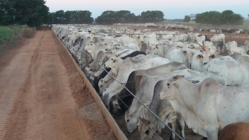 Pecuarista ainda comete erros “elementares” no confinamento, lamenta Mateus Paranhos