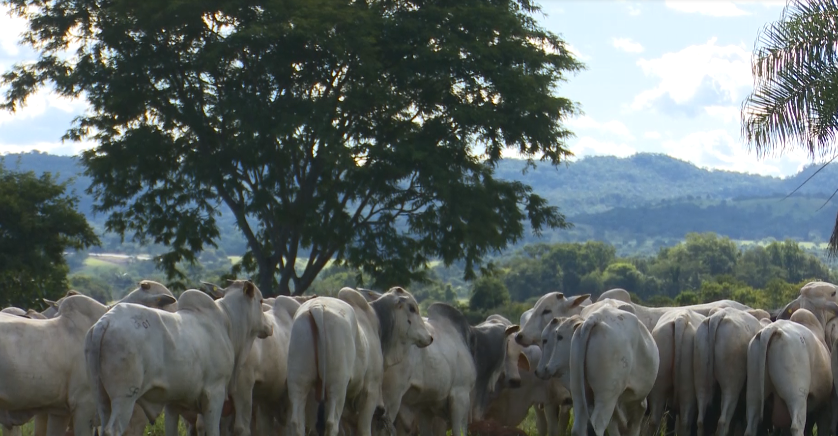 Programa nutricional dobra desfrute e triplica produção de arrobas em fazenda de Goiás