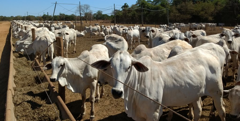 “Sistema de Sequestro” é opção para manter gado nutrido na seca