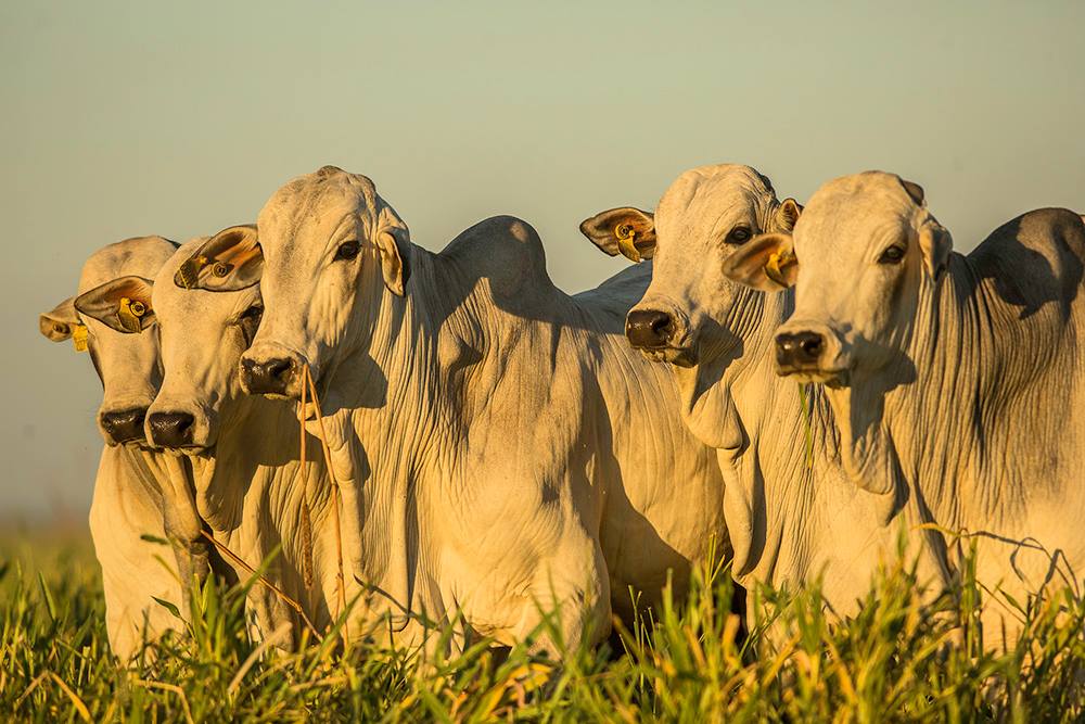 Produtividade dos pecuaristas de ponta cresce 7% ao ano