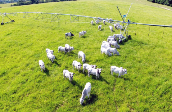 Fazenda Cachoeira realiza 8º Dia de Campo no interior de SP