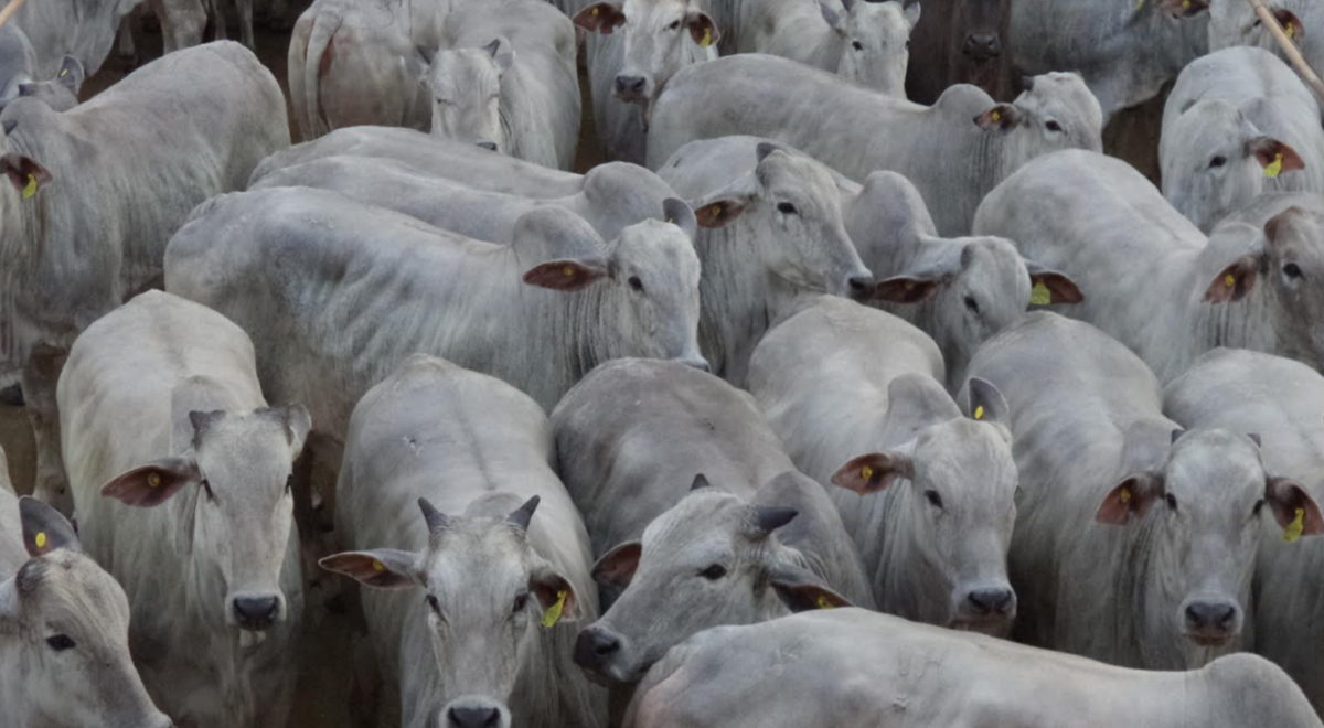 Fazenda Morada do Sol, de Cáceres, vence a disputa de melhor lote da terceira semana de setembro