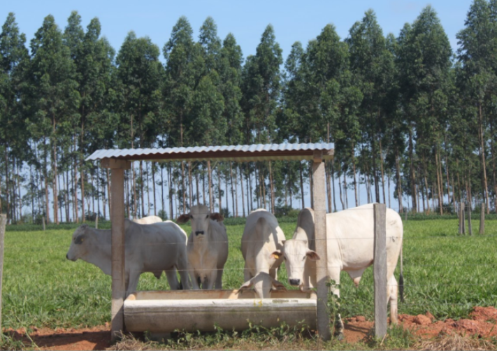 40 arrobas por hectare, é possível? Em fazendas de MT sim; Saiba como