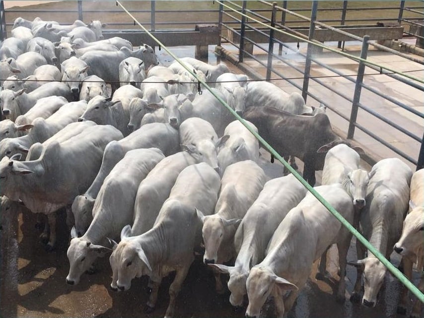 Fazenda do sudoeste do MT vence eleição do melhor lote em outubro