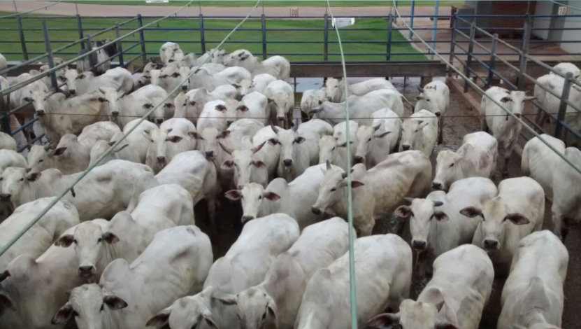 Fazenda Ágape, de Nova Lacerda-MT, vence última votação de outubro e concorre ao melhor lote do mês