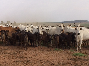 Caravana da Produtividade destaca bem estar em visitas a pecuaristas