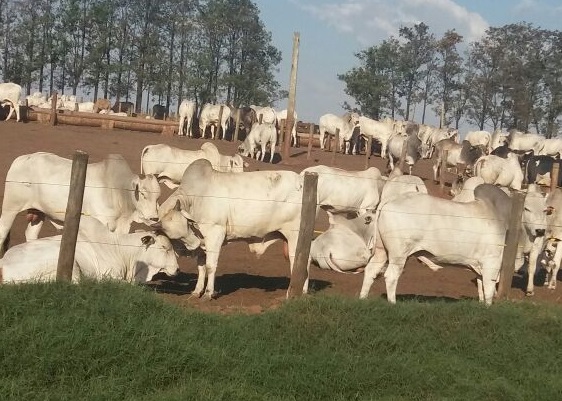 Cetap de Guaiçara-SP envia primeiros animais para abate nesta semana