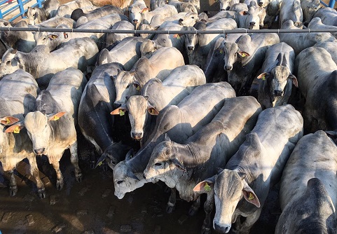 Lote de fazenda de Juara-MT é eleito o melhor de setembro