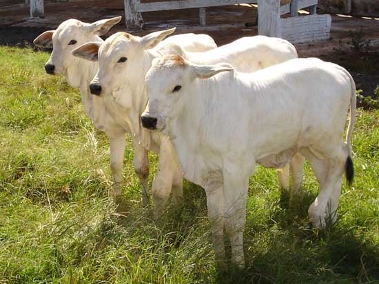 Máquinas de colher bezerros: o que fazem de diferente as melhores fazendas de cria do Brasil?