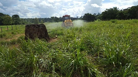 Controle químico de plantas daninhas é feito por 15% dos pecuaristas