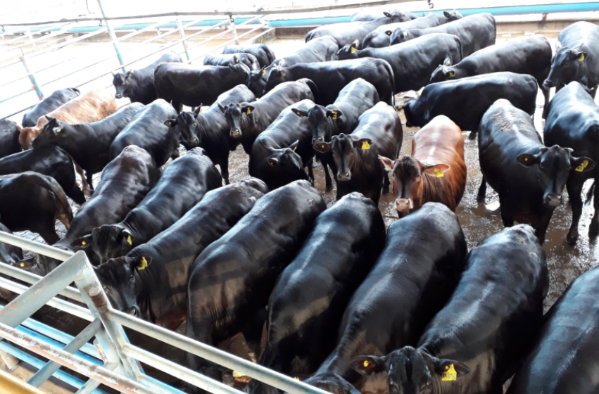 Lote de novilhas Angus é eleito o melhor da 3º semana de novembro