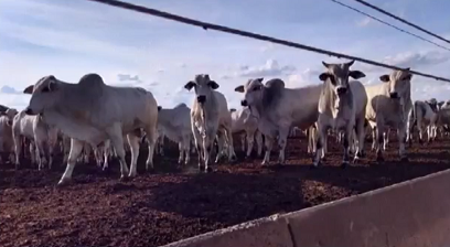 Antiparasitário com nova tecnologia protege animais por até 150 dias