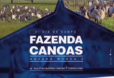 Prova de ganho de peso testa desempenho de garrotes Guzerá em sistema ILPF