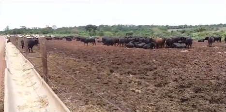 Giro do Dia: cruzamento industrial na Fazenda Montana, de Vilhena-RO