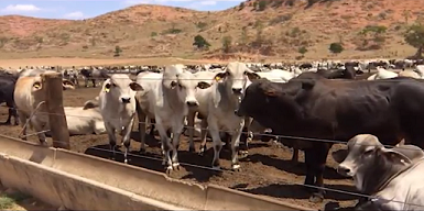 GMD de animais azebuados confinados em MG chega a 1,550 kg