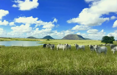 Pecuarista tem oportunidade de produzir a arroba mais barata do ano durante as águas