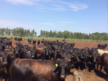 Pecuaristas que enxergavam o futuro estão fazendo o presente, diz veterinário