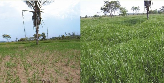 Limpeza de pastagem contribui para dobrar a produção de matéria seca por m²