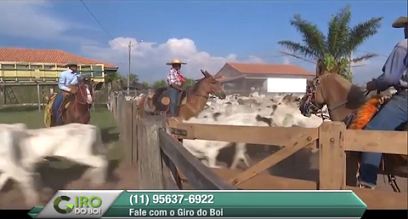 Perguntas e respostas sobre o manejo de cavalos de lida