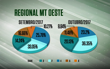 Abate de animais precoces cresce 6,6% no oeste do MT em outubro