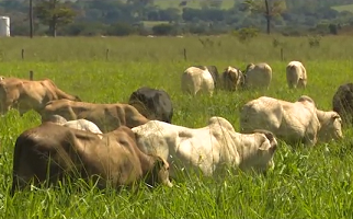 Sistemas integrados de produção agropecuária ocuparão 15 mi de hectares até 2020