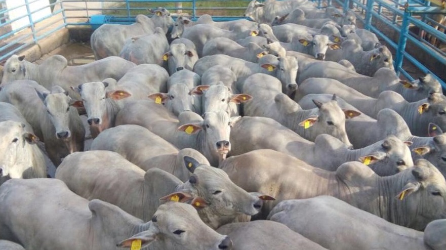 Confira as medidas adotadas pela indústria para garantir bem-estar dos animais