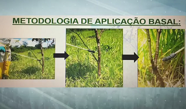 Agrônomo repassa dicas sobre controle de plantas daninhas no Cerrado e no Pantanal