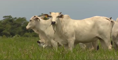 Qual é o melhor momento para investir na minha fazenda?