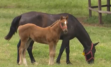 Pasto para cavalo: saiba qual o momento de entrada e saída da tropa dos piquetes