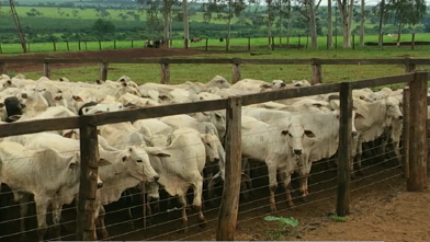 Pecuarista deve estabelecer estratégia para vencer desafios sanitários da estação de chuvas