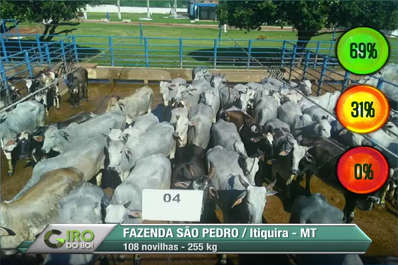 Giro do Dia: novilhas Nelore da Fazenda São Pedro, em Itiquira-MT