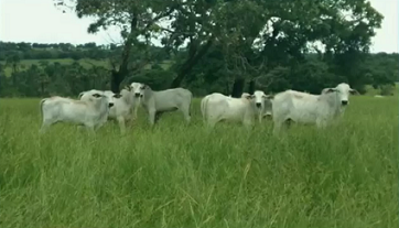 Fazendas usam semiconfinamento para produzir até 70 arrobas por hectare nas águas