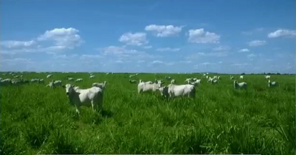 Quantas cabeças de gado cabem por hectare em um semiconfinamento?