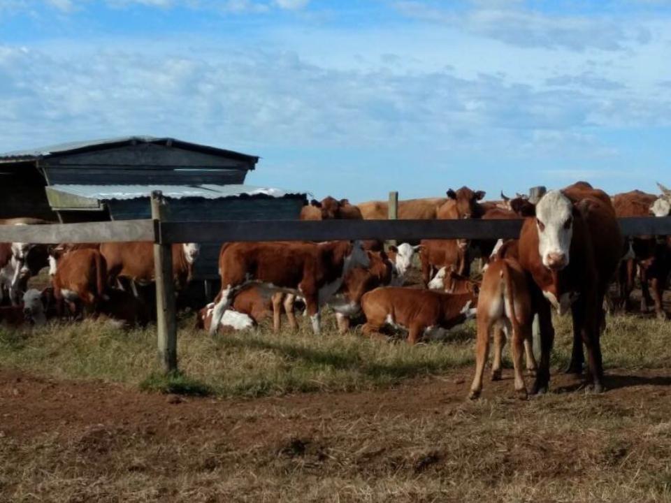 Genética e nutrição podem fazer bezerro ganhar mais de 1 kg ao dia no pé da vaca