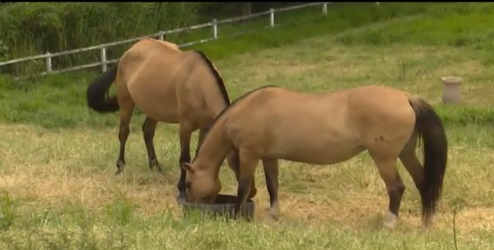 Confira os cuidados com a ração dos cavalos